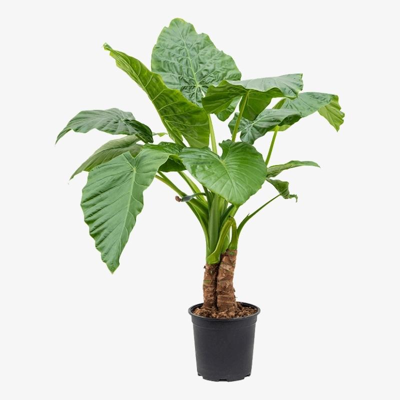 Alocasia Machoriza 10 