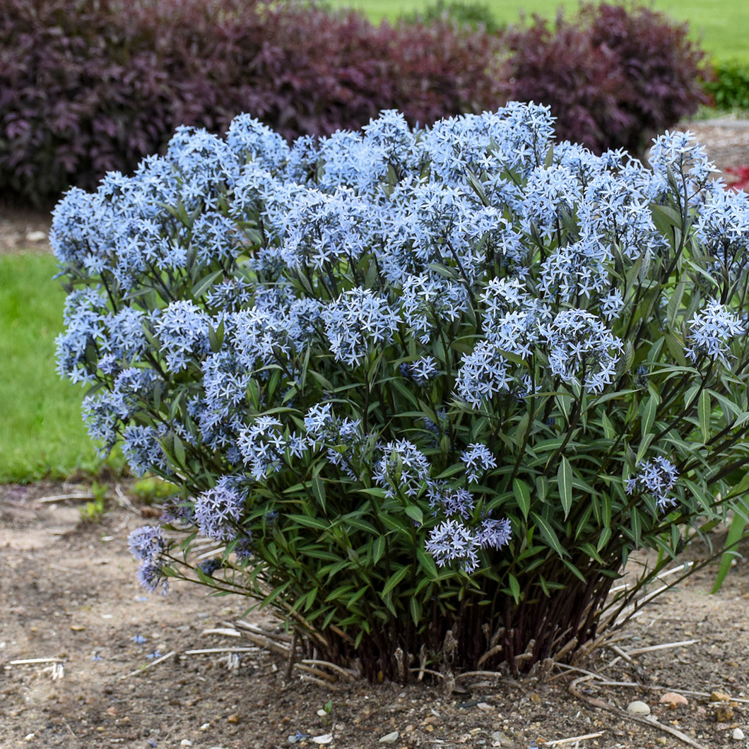 Amsonia Storm Cloud