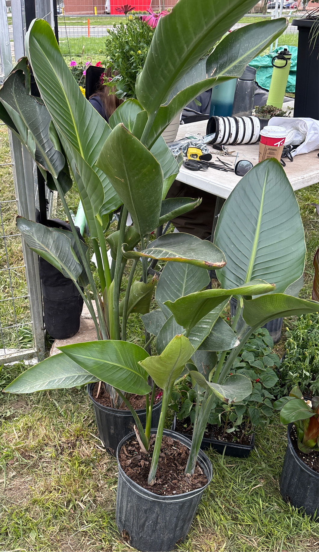 Bird of Paradise