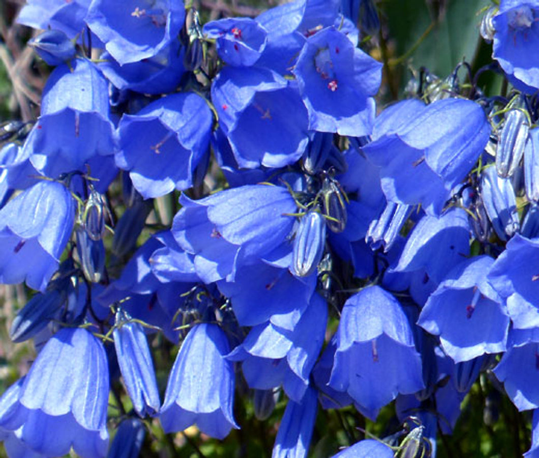 Canterbury Bells  Blue