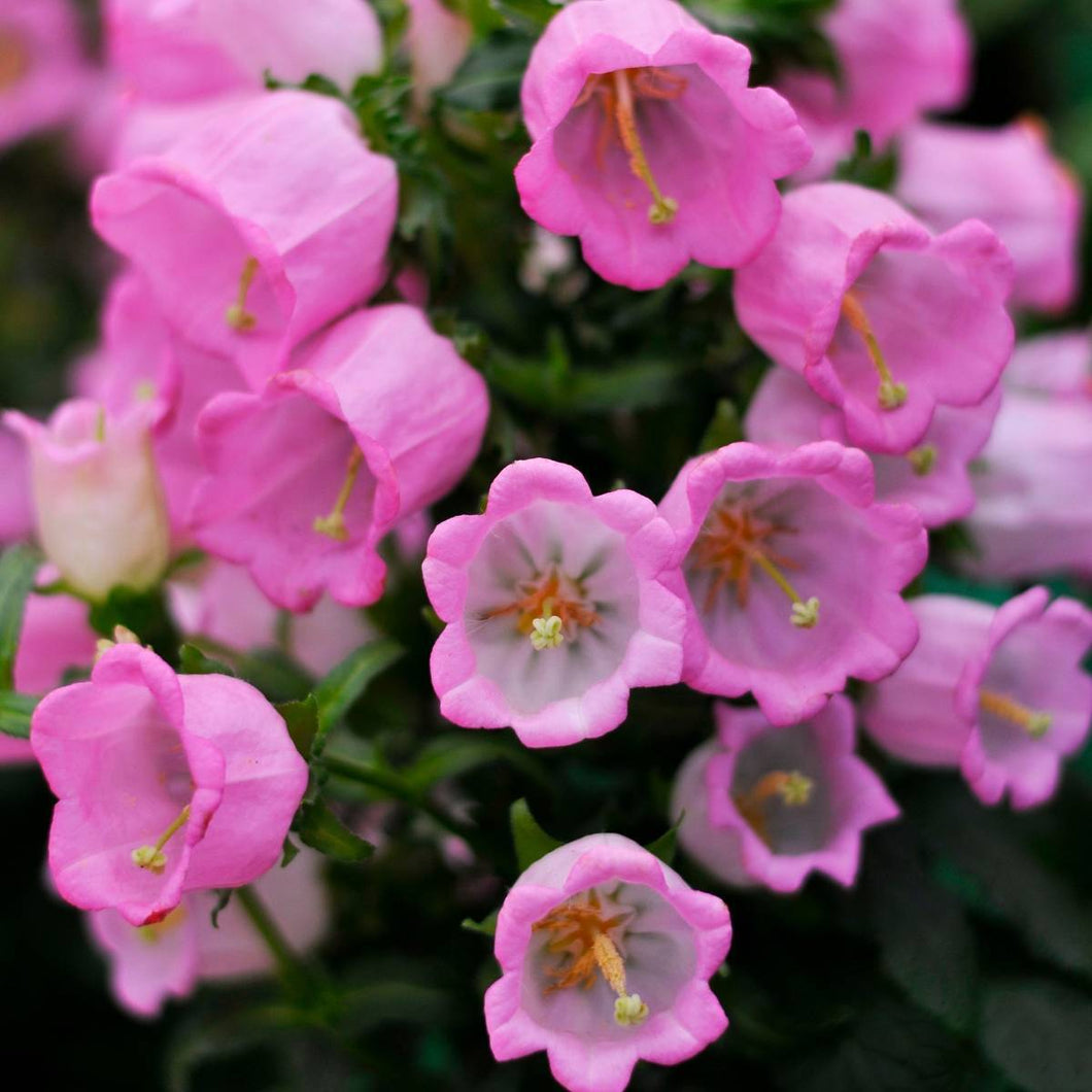 Canterbury  Bells Rose