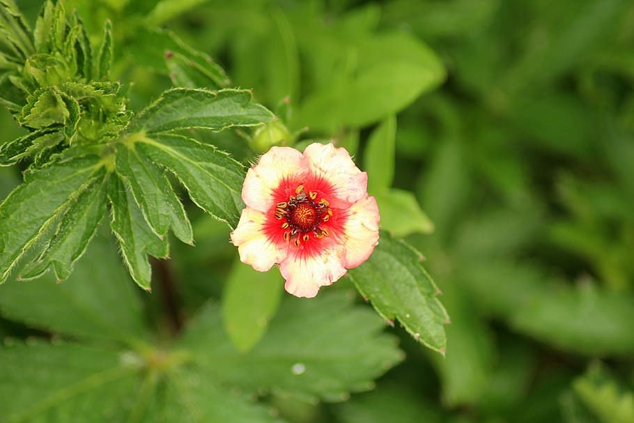 Cinquefoil Himalayan