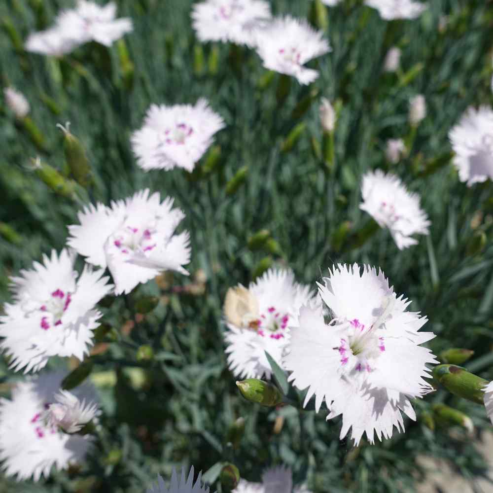 Dianthus Maiden Pinks - White