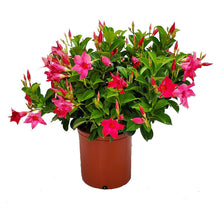 Load image into Gallery viewer, Dipladenia Bush 10&quot; (Mandevilla )
