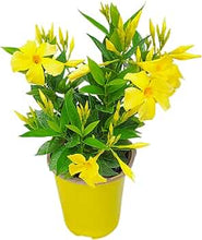 Load image into Gallery viewer, Dipladenia Bush 10&quot; (Mandevilla )
