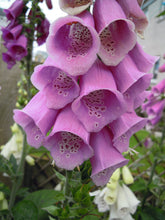 Load image into Gallery viewer, Foxglove Foxy Dwarf  2 gallon
