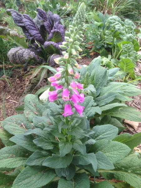 Foxglove Foxy Dwarf  2 gallon