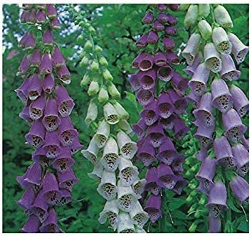 Foxglove (Excelsior Hybrids)  2 gallon