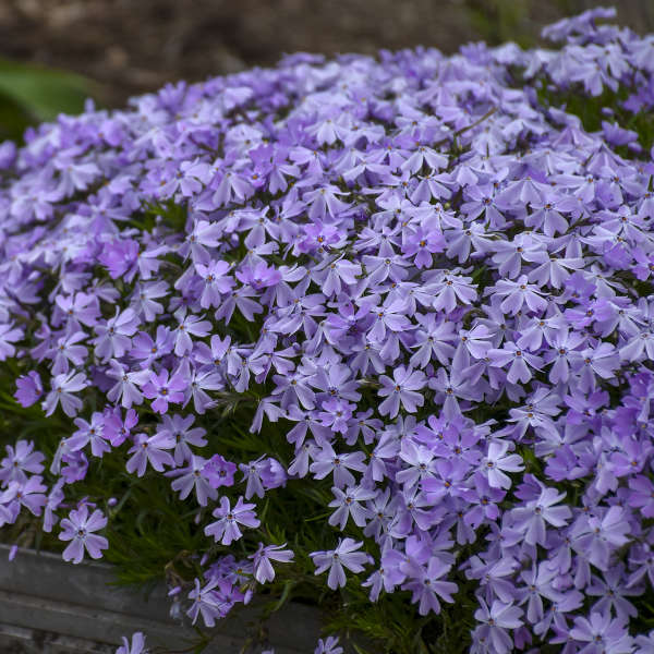 Ground Phlox Emerald Blue