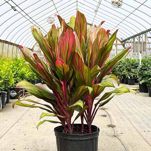 Cordyline Harlequin 10 