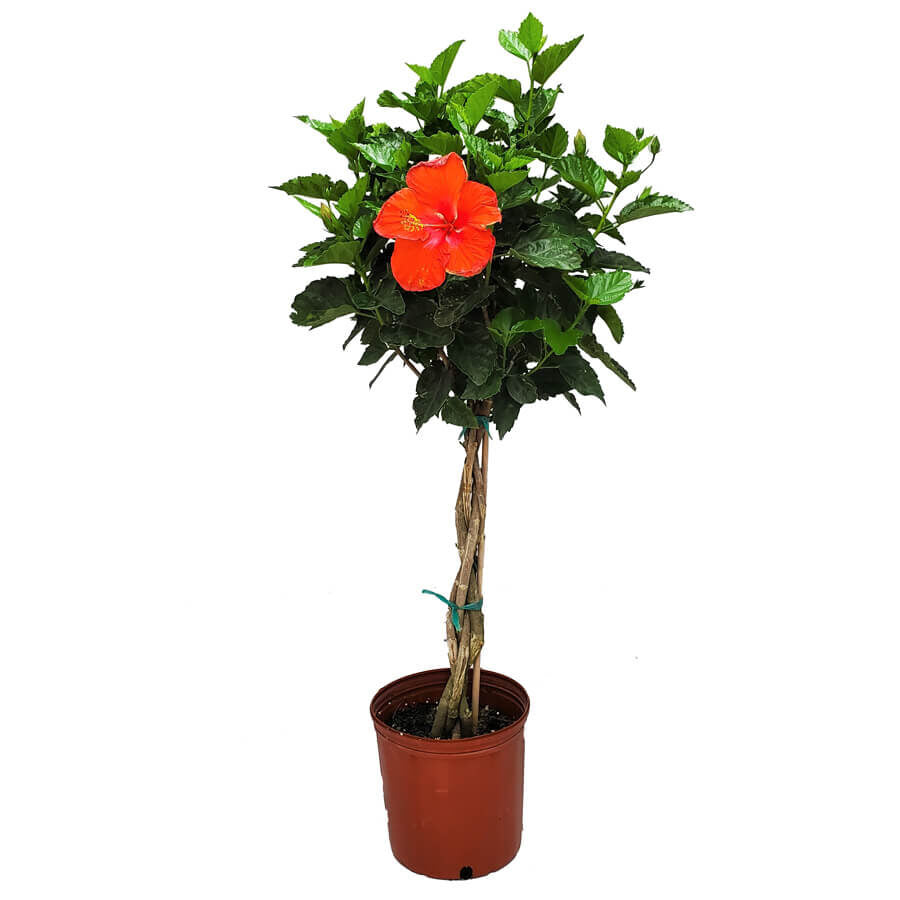 Hibiscus Red Standard 10