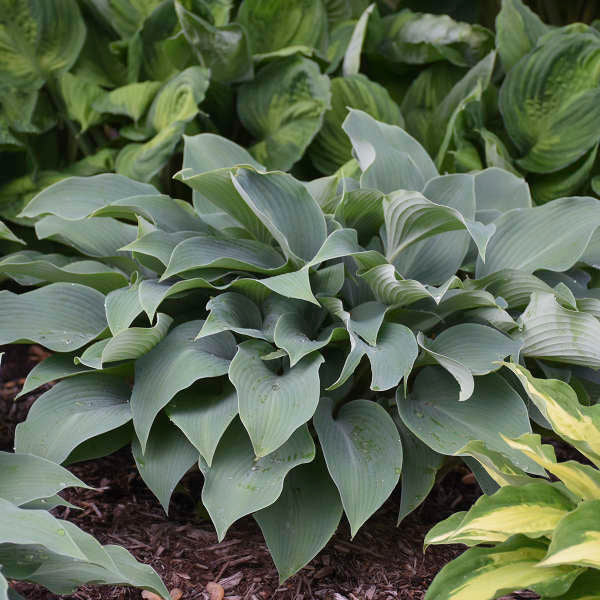 Hosta Halcyon