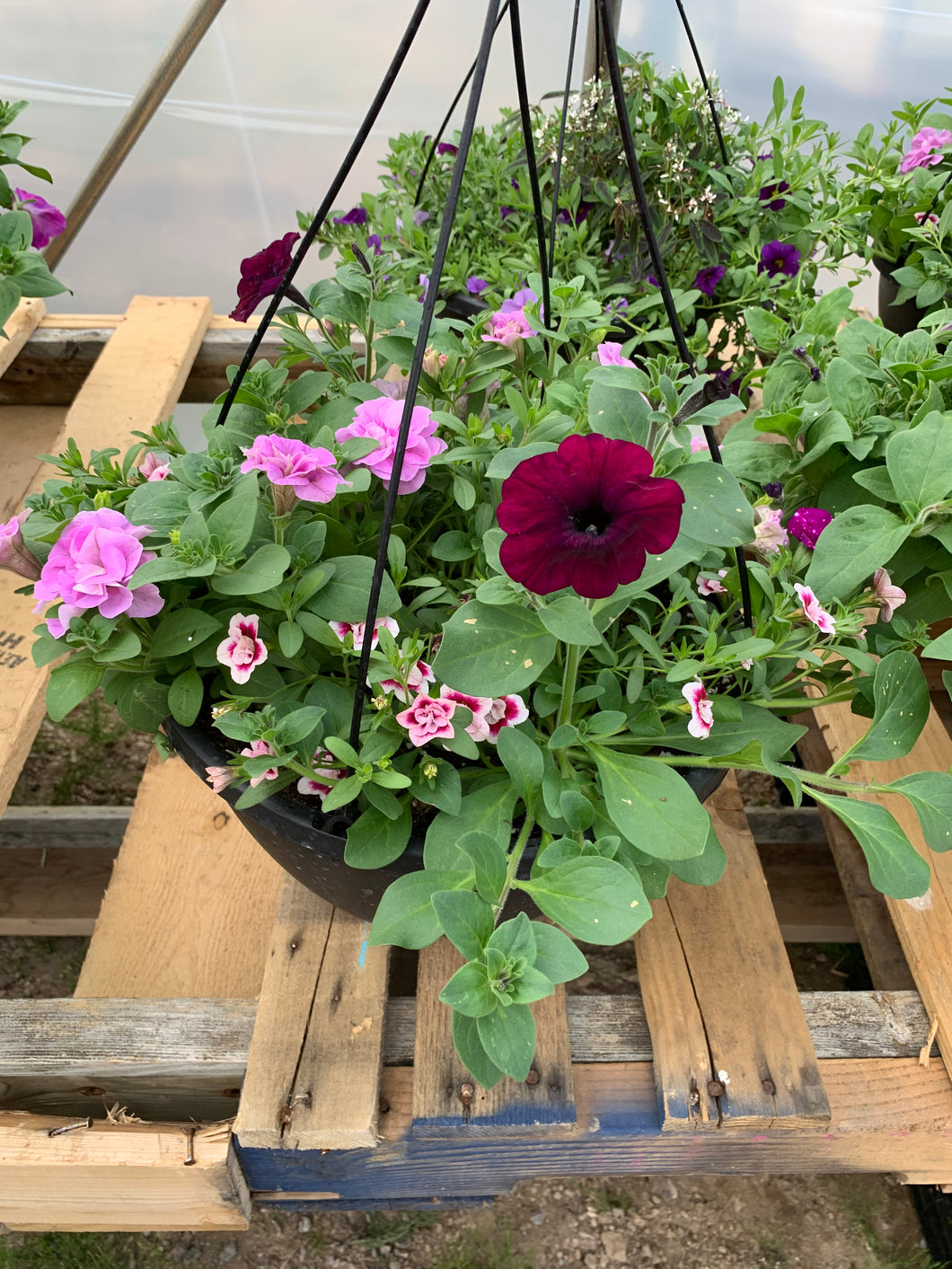 2 -12 inch hanging basket