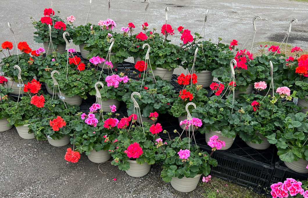 2 -10 inch hanging basket