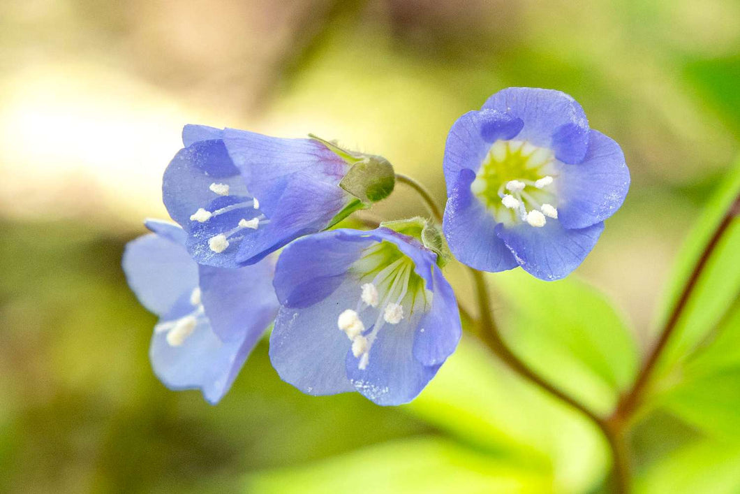 Jacob’s Ladder