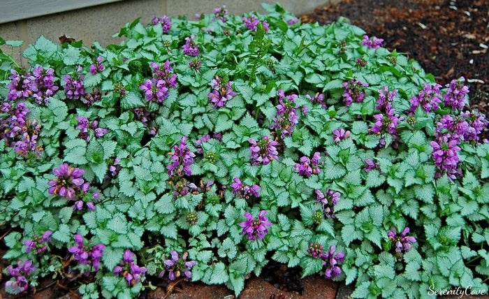 Lamium Red Nancy