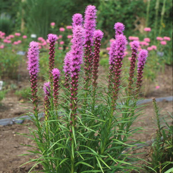 Liatris Kobold