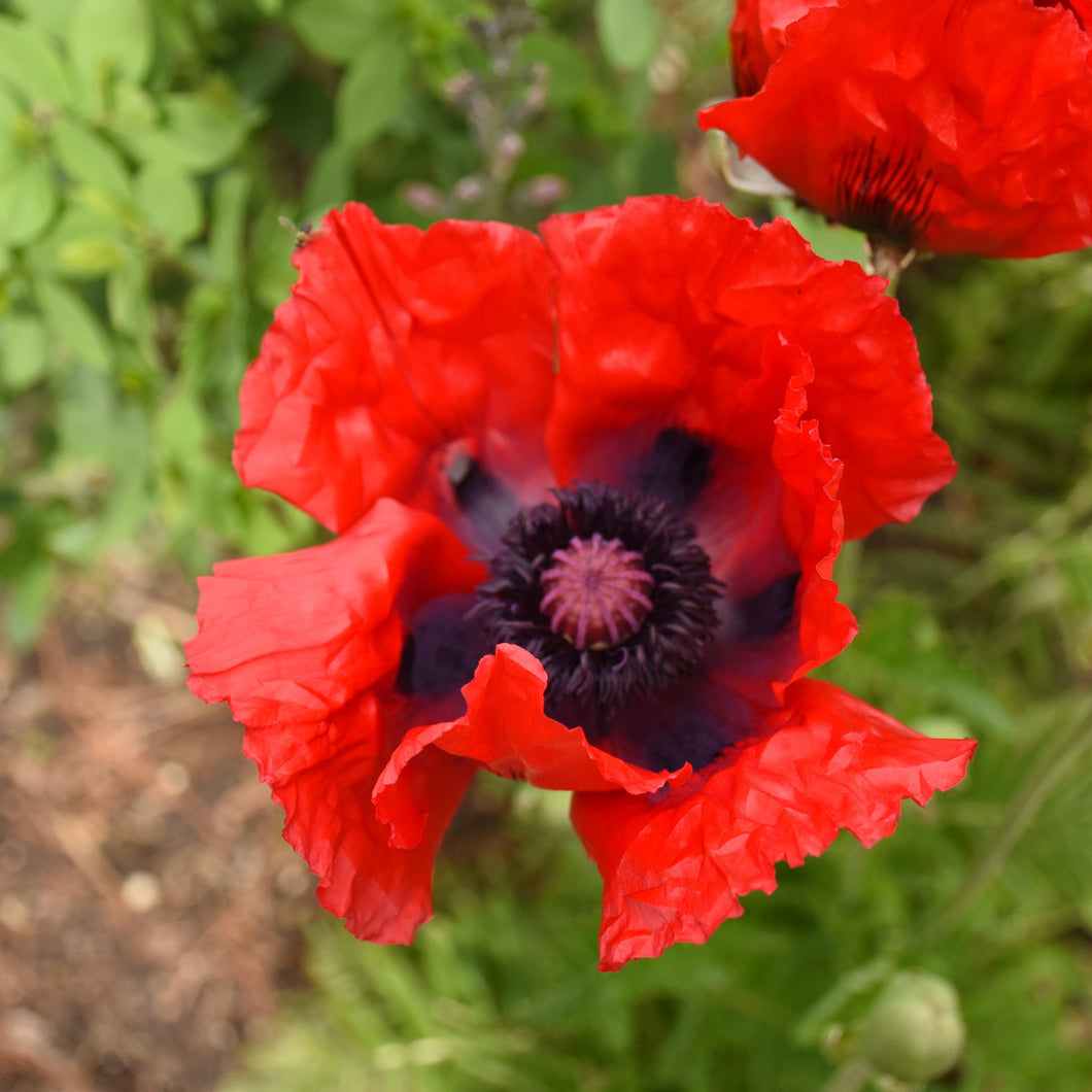 Oriental Poppy (Papaver orientalis 'Beauty of Livermere') 1 gallon