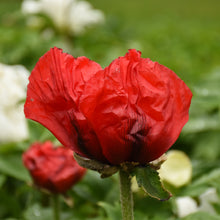 Load image into Gallery viewer, Oriental Poppy (Papaver orientalis &#39;Beauty of Livermere&#39;) 1 gallon
