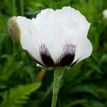 Load image into Gallery viewer, (Oriental Poppy (Papaver orientalis &#39;Royal Wedding&#39;)  1 Gallon
