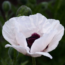 Load image into Gallery viewer, (Oriental Poppy (Papaver orientalis &#39;Royal Wedding&#39;)  1 Gallon
