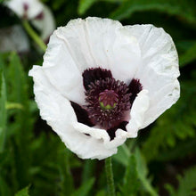 Load image into Gallery viewer, (Oriental Poppy (Papaver orientalis &#39;Royal Wedding&#39;)  1 Gallon
