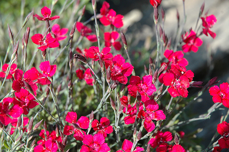 Pinks - Brilliant Pinks Dianthus