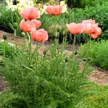 Load image into Gallery viewer, Poppy Queen Alexander 2 gallon
