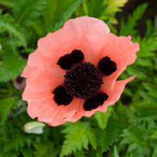 Load image into Gallery viewer, Poppy Queen Alexander 2 gallon
