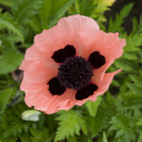 Poppy Queen Alexander 2 gallon