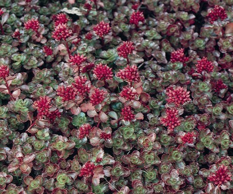 Sedum Dragon’s Blood