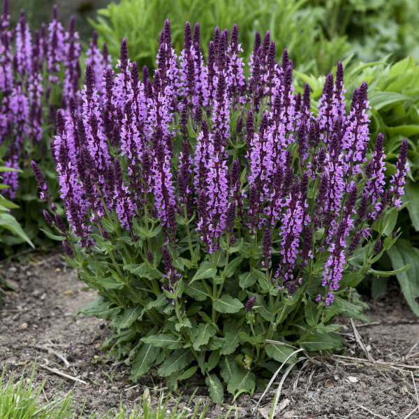 Salvia Pink Profusion