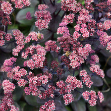 Load image into Gallery viewer, Sedum Back in Black
