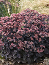 Load image into Gallery viewer, Sedum Back in Black
