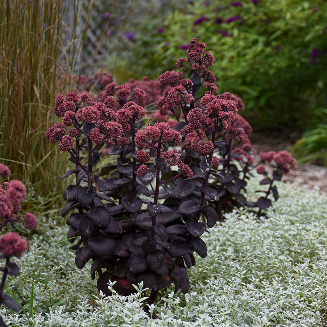 Sedum  August Stonecrop   Night Embers