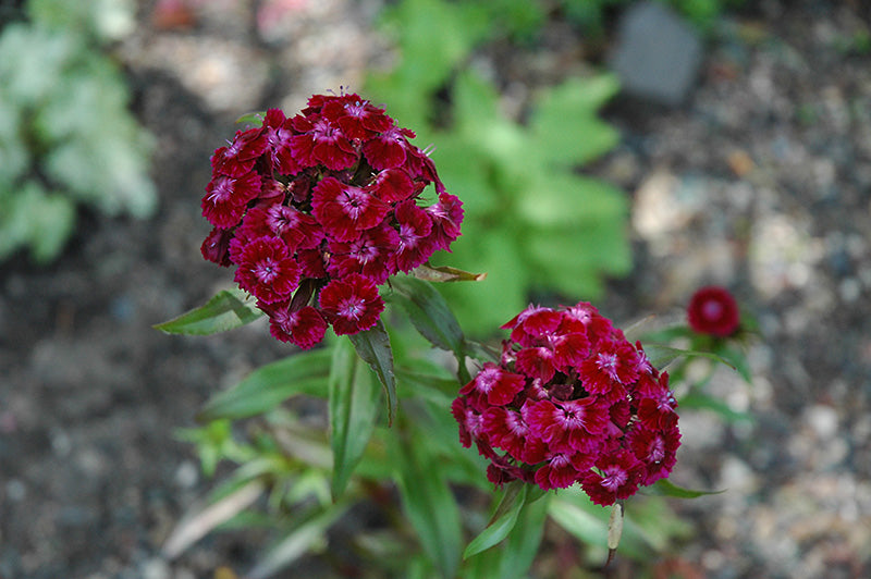 Sweet William 'Black Adder'