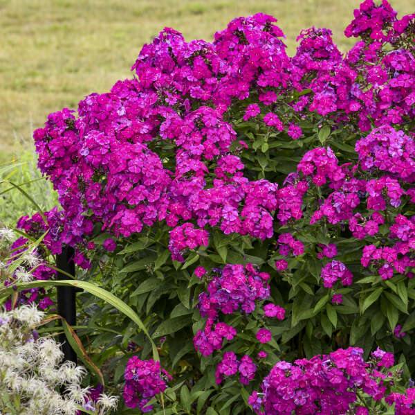 Tall Phlox UltraViolet