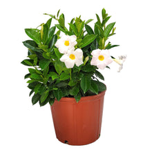 Load image into Gallery viewer, Dipladenia Bush 10&quot; (Mandevilla )
