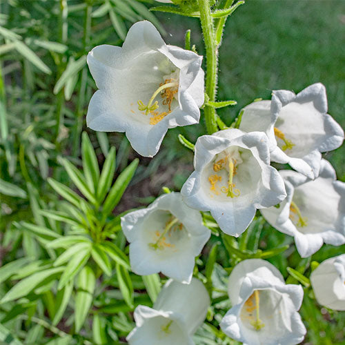 Canterbury Bells     White