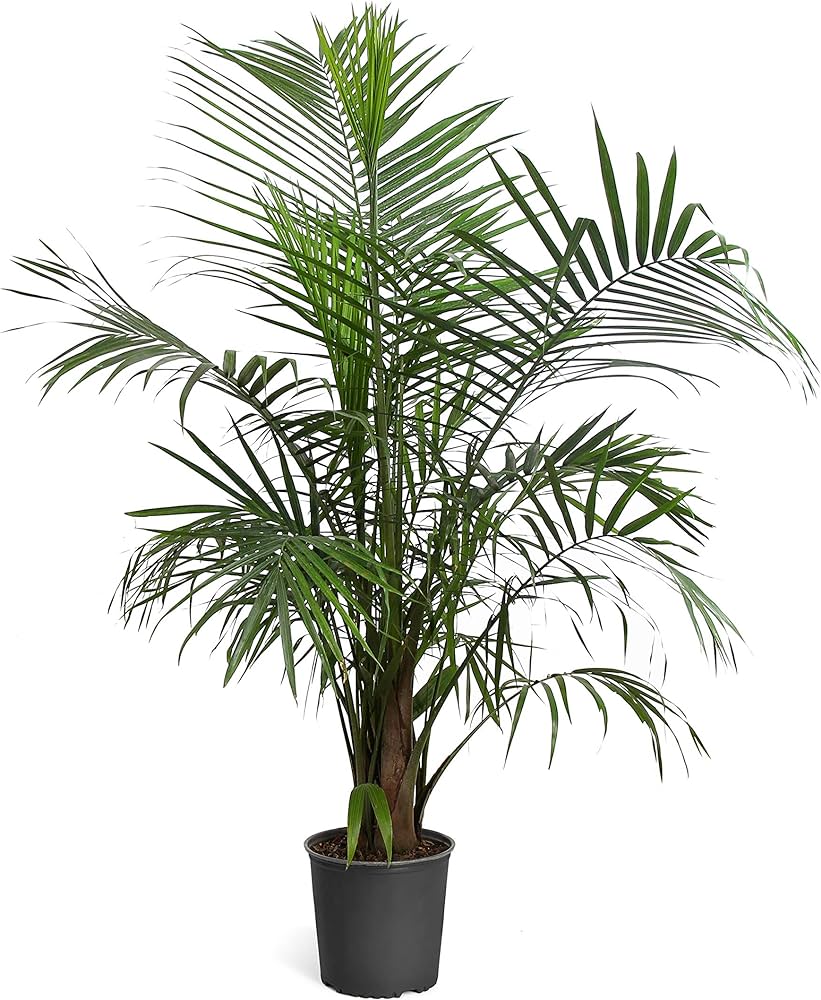 majesty palms 14 inch