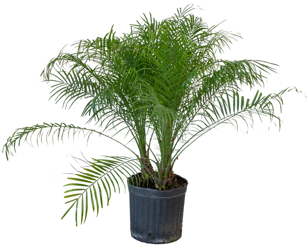 Pygmy Date Palms 10 inch Robellini