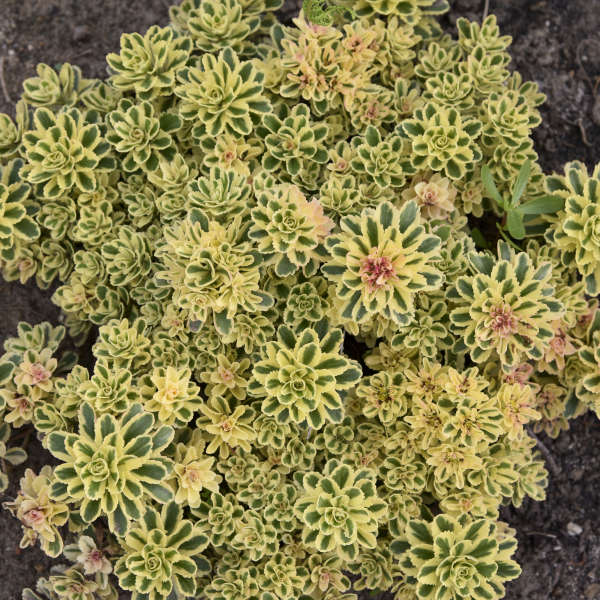 Sedum Storecrop    Atlantis