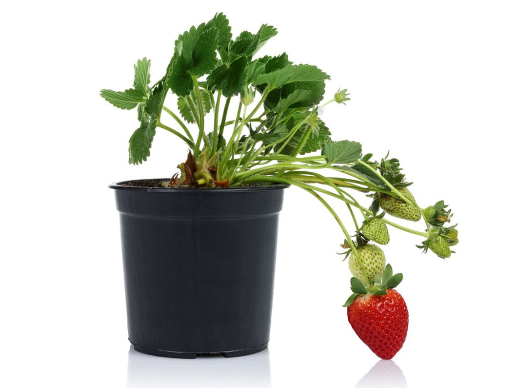 4 inch strawberry pot