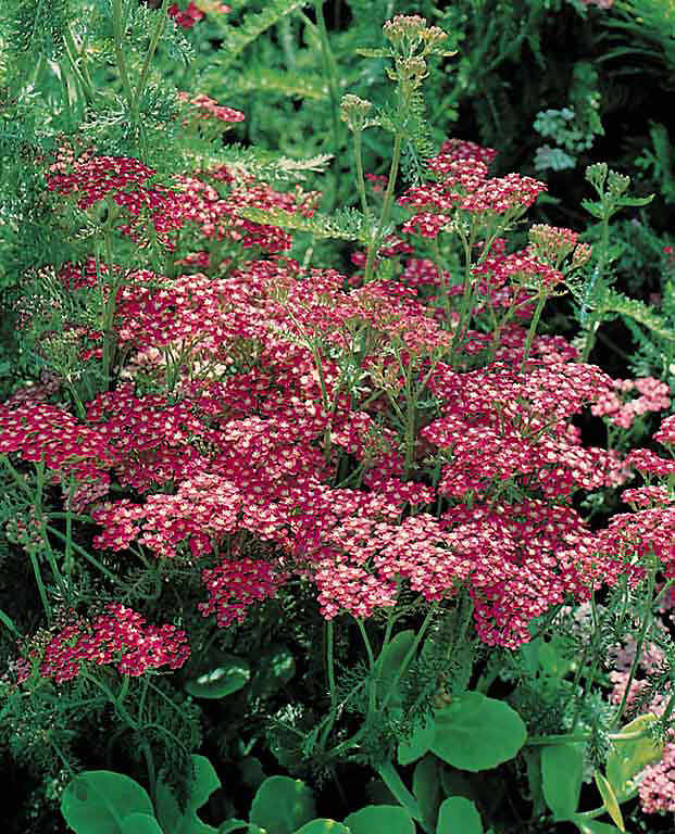 Yarrow Cerise Queen