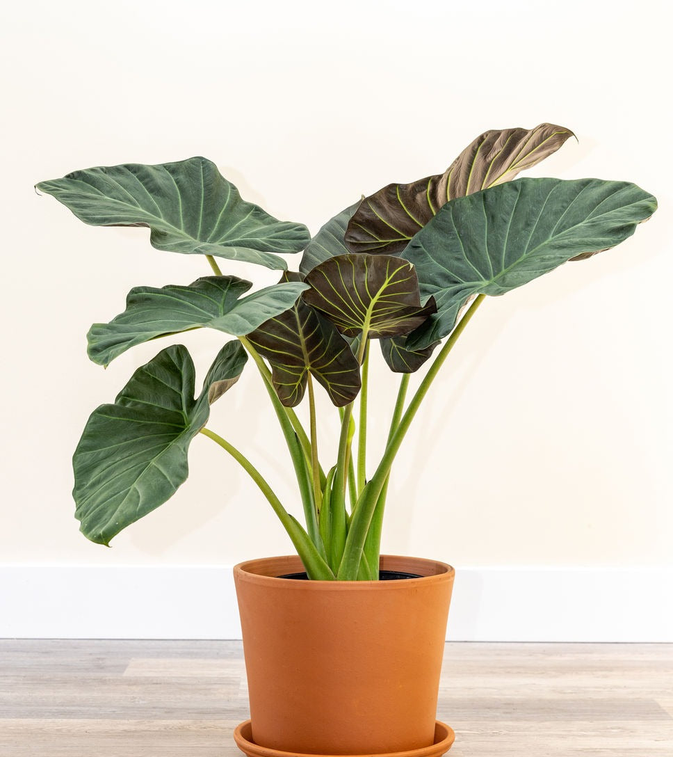 Alocasia Regal Shields 10