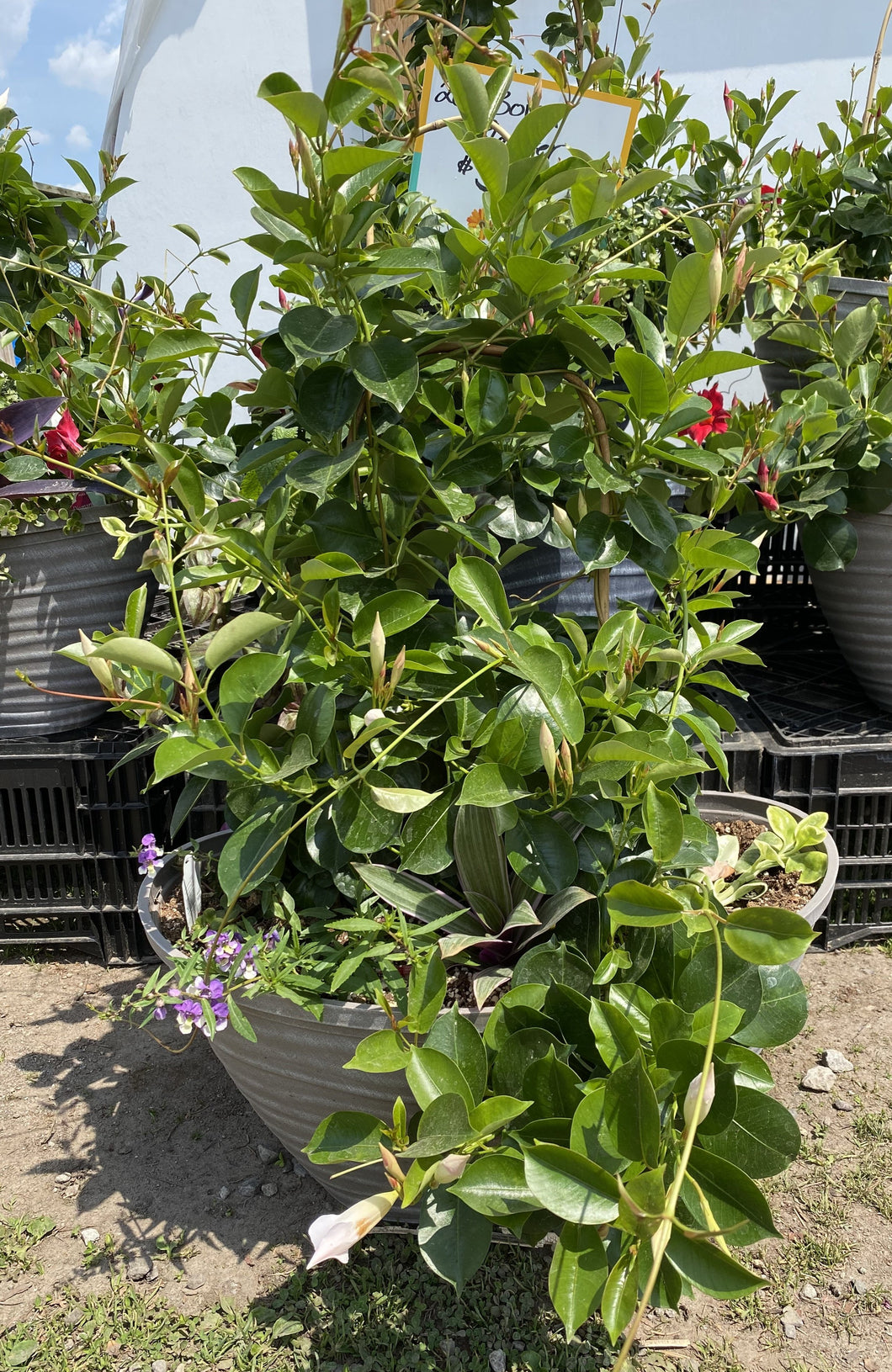 Mandevilla  20 inch Boval