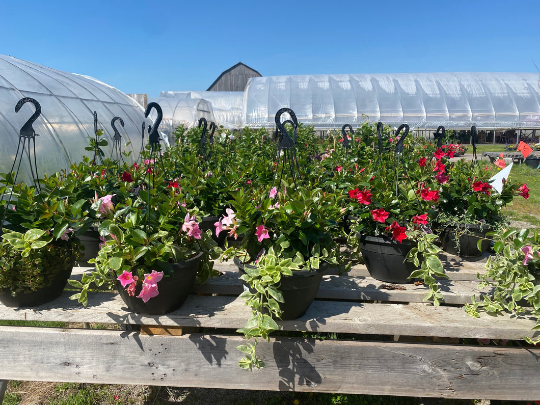 Mandevilla  13 inch hanging basket