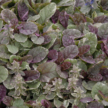 Load image into Gallery viewer, Bugleweed, Carpet Bugleweed (&#39;Burgundy Glow&#39;)
