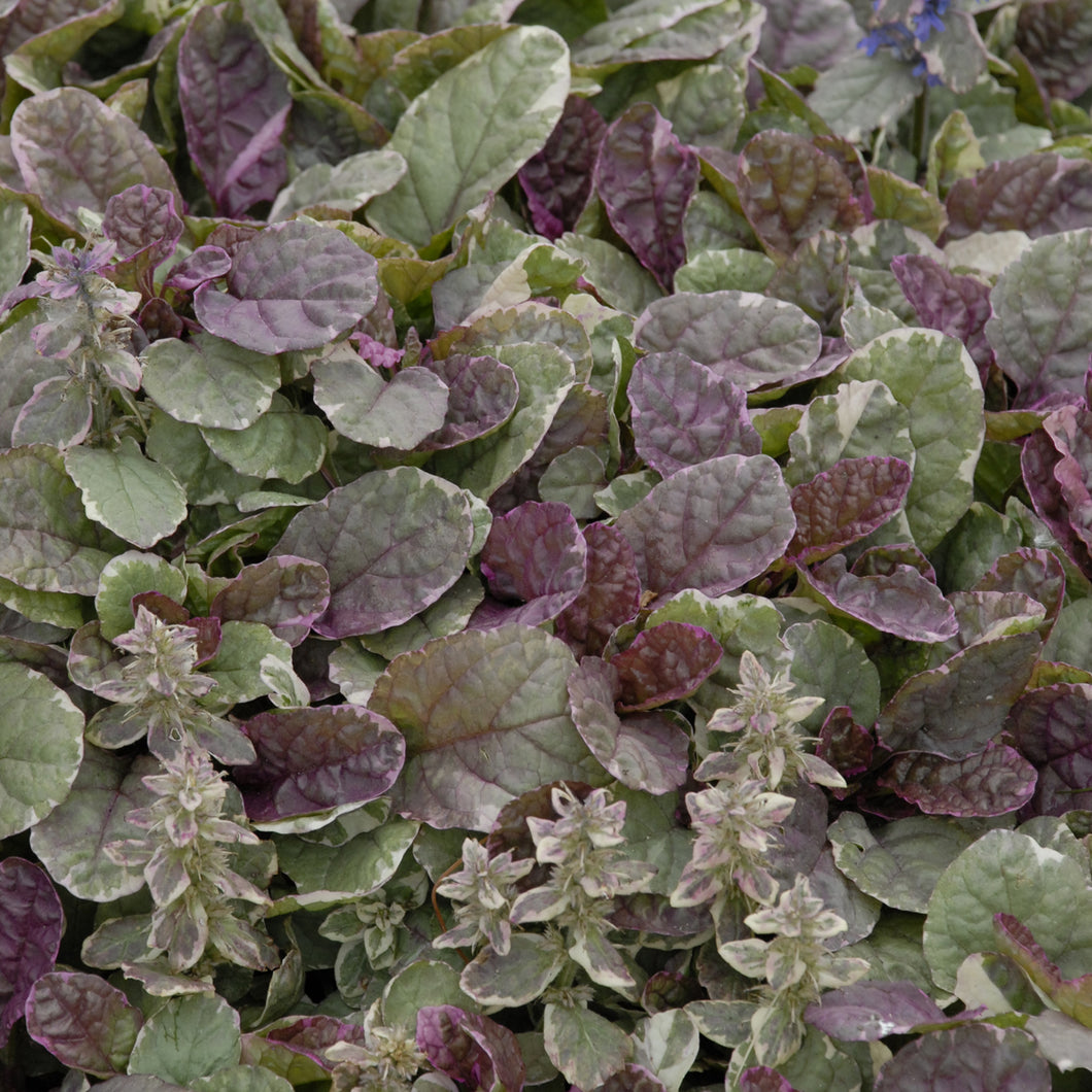 Bugleweed, Carpet Bugleweed ('Burgundy Glow')