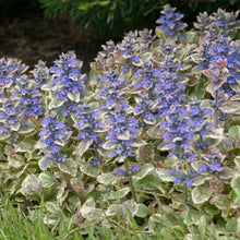 Load image into Gallery viewer, Bugleweed, Carpet Bugleweed (&#39;Burgundy Glow&#39;)
